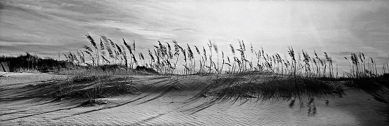 blowing dune grass LBI.jpg
