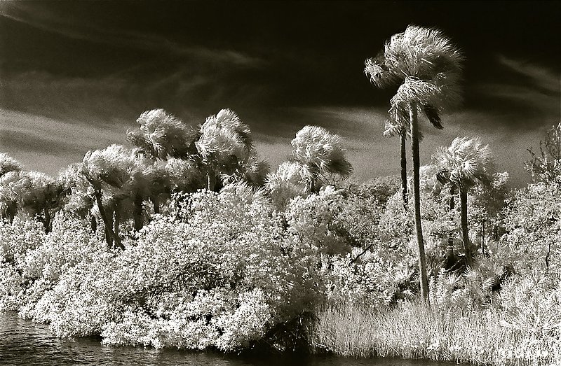 blowing palms Naples Fla.jpg