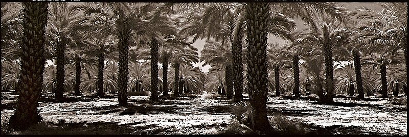 date palm grove Dead Sea Israel.jpg