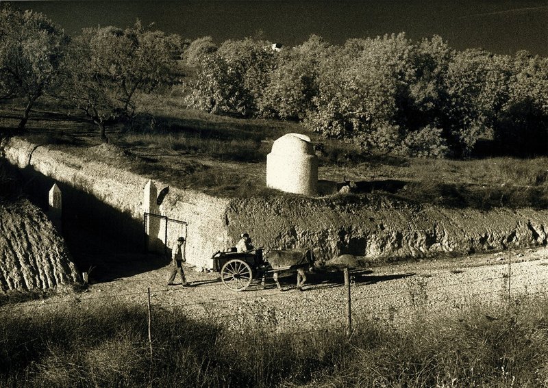 donkey cart Portugal.jpg