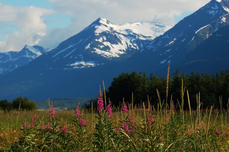 fire weed Alaska.jpg