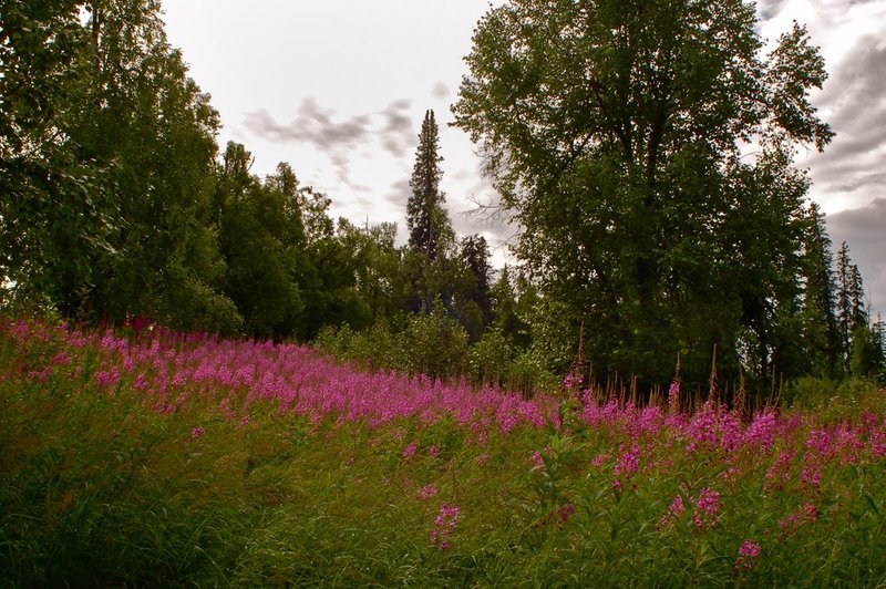 fireweed Denali NP.jpg