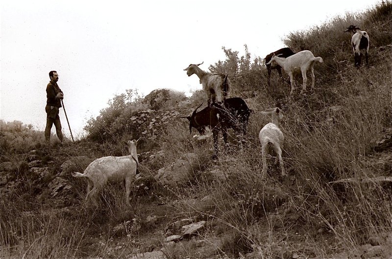 goat herder.jpg