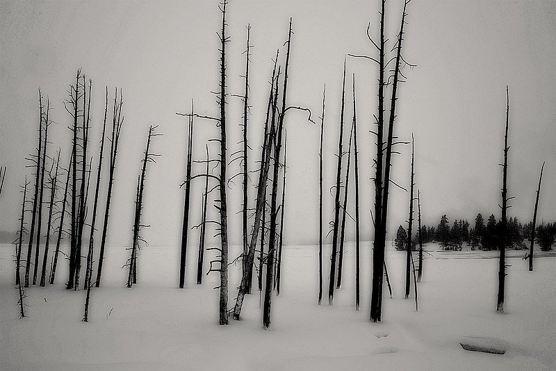 grove of dead trees Yellowstone NP.jpg