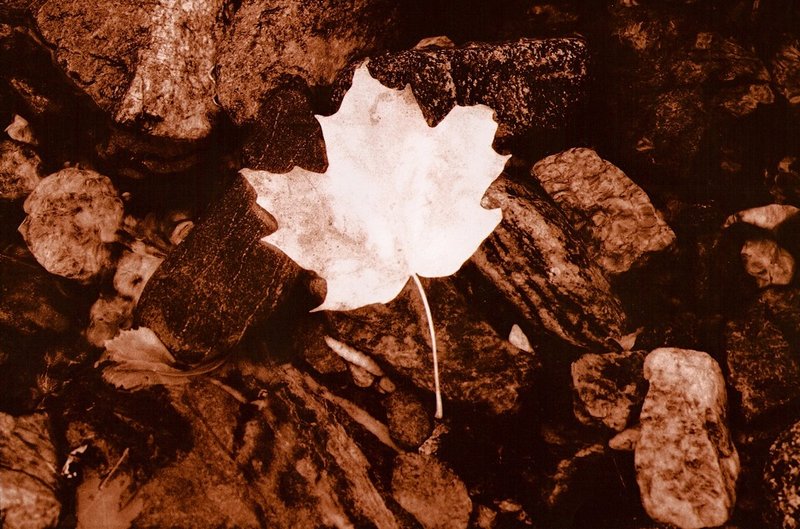 leaf in a stream.jpg