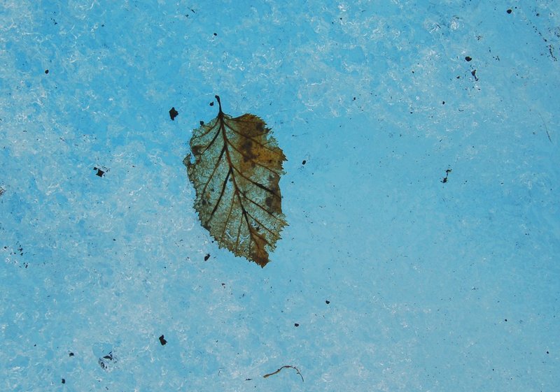 leaf on Mendenhall Glacier.jpg