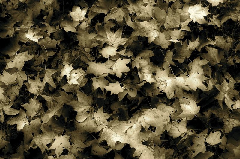 leaves.jpg