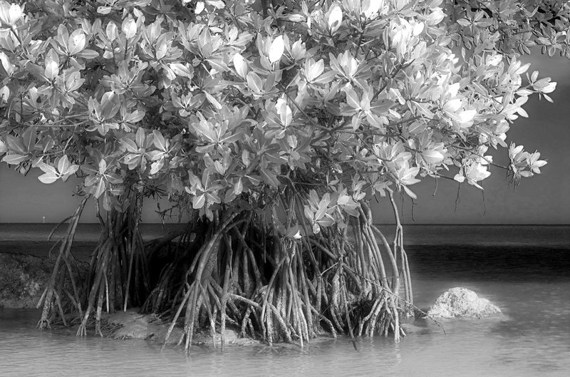 mangrove.jpg