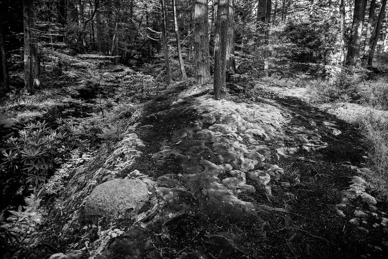 mossy path.jpg