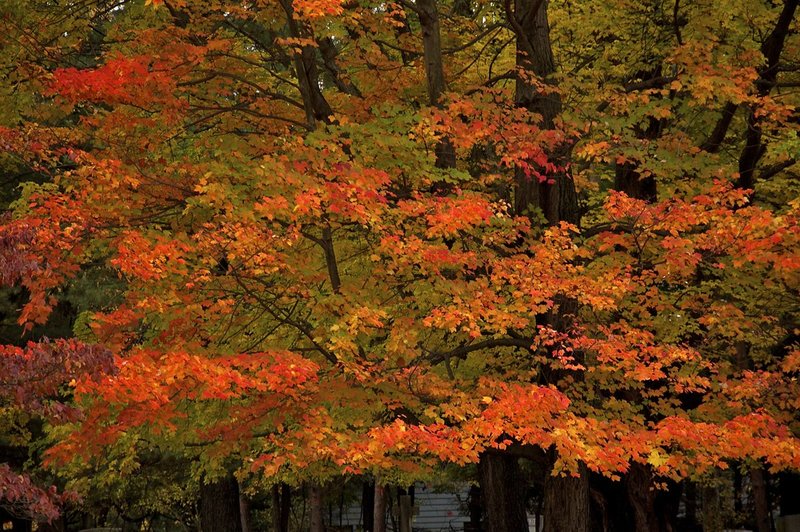 orange leaves.jpg