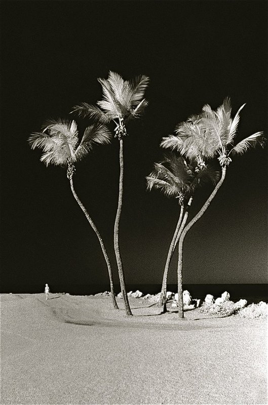 palm trees Sanibel Island Fla.jpg :: Natural Aspects