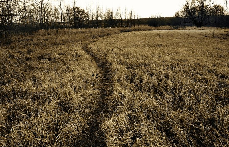path in the grass Lancaster Pa.jpg