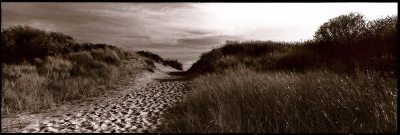 path through the dunes Barnegat NJ.jpg