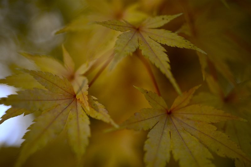 red bark maple leaves.jpg