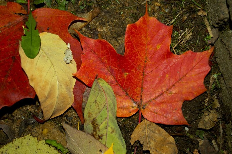 red leaf.jpg