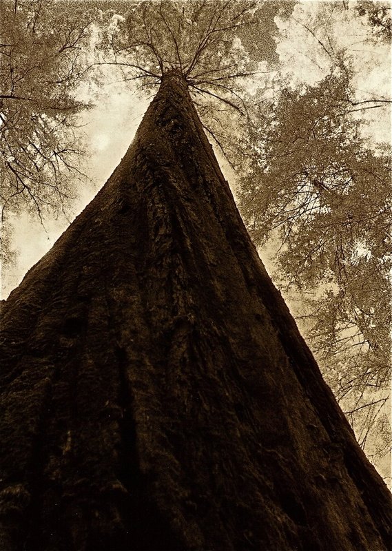 redwood tree Muir Woods.jpg
