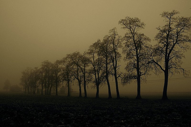 row of trees in fog LandcasterPa.jpg