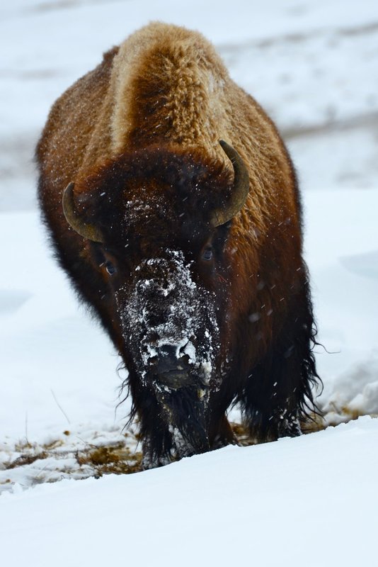 single bison.jpg