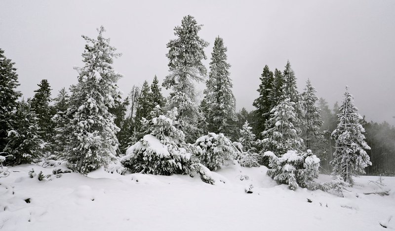 snow covered trees.jpg