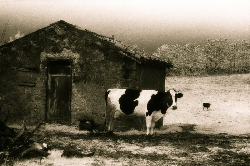 the Cows Italy.jpg