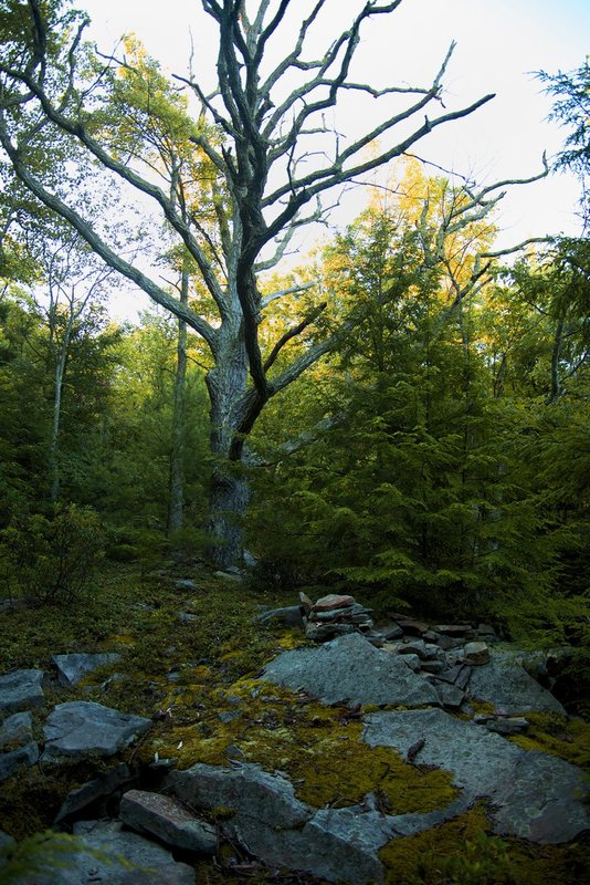 treee behind campsite.jpg