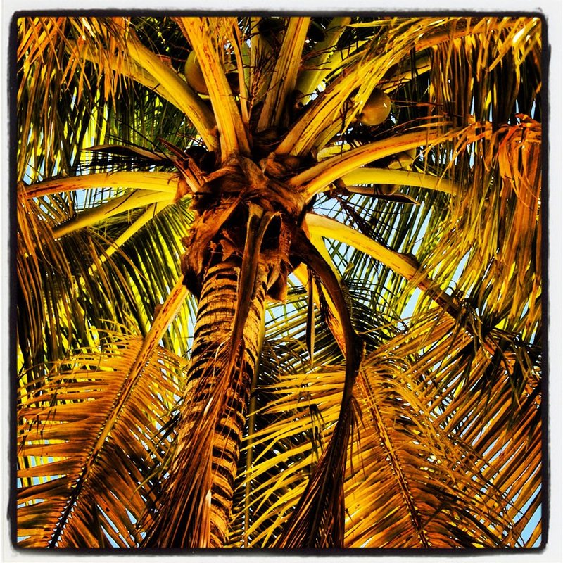 underside of a palm tree St Croix.jpg