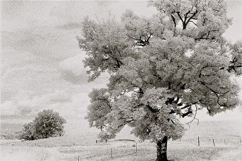 white tree in field.jpg
