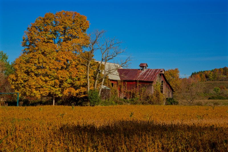 Autumn Field with Barn.jpg