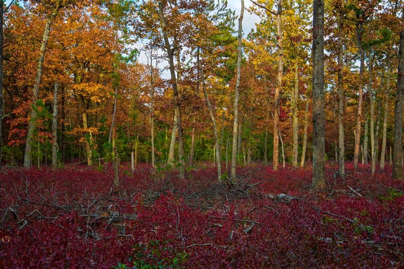 Edge of the Pine Barrens.jpg