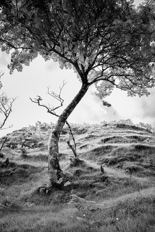 Fairy Glen Curved tree.jpg