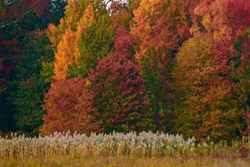 Fall Colors at Swedes Run.jpg