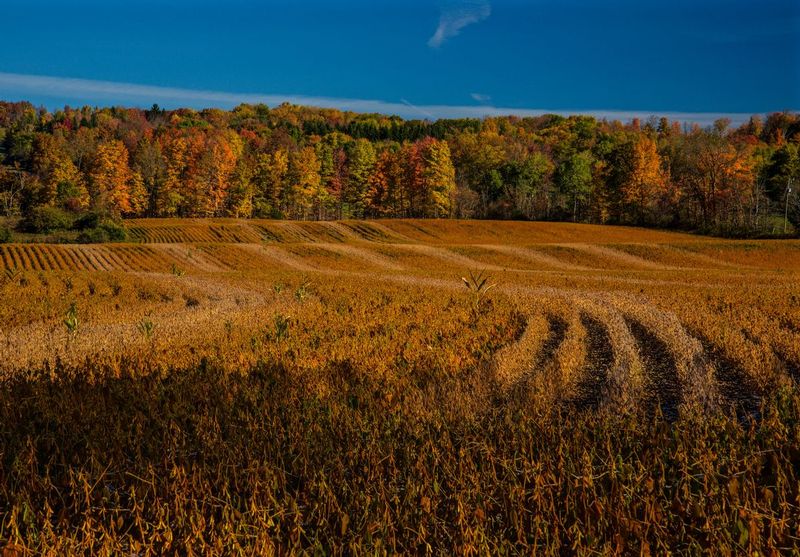 Fall Harvest.jpg