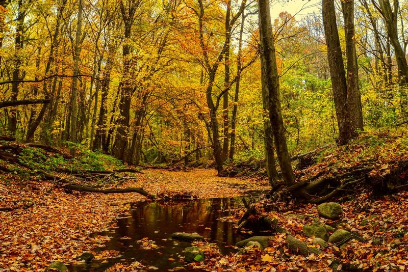 Fall at Pompeston Creak.jpg