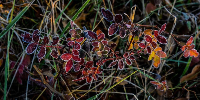 Frosty Leaves Pano.jpg