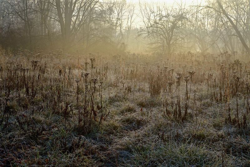 Frosty Morning Meadow.jpg