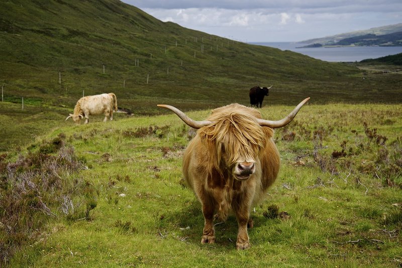 Highland Cow.jpg