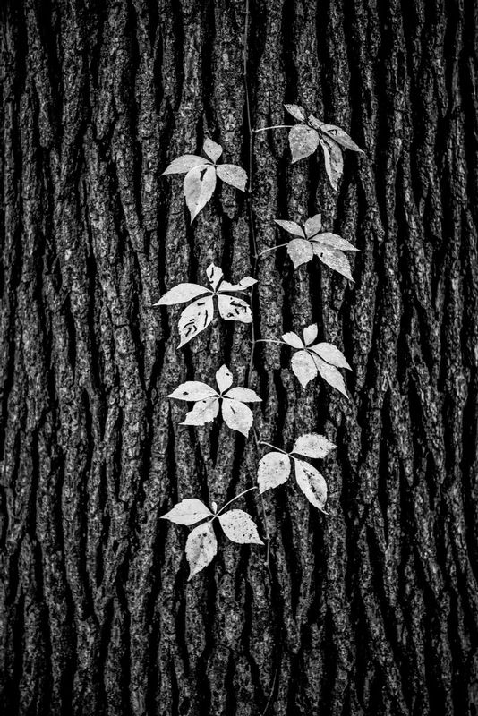 Isolated Vine.jpg