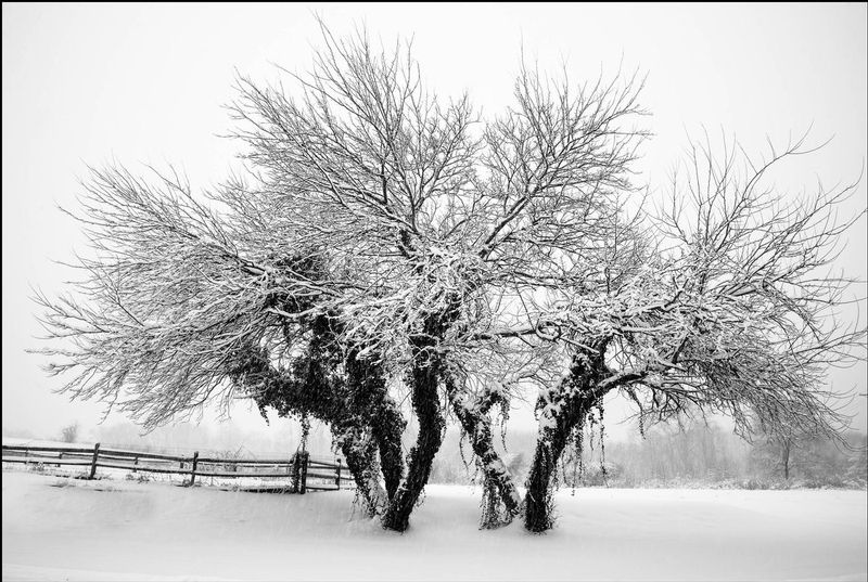 Ivy Tree in Snow.jpg