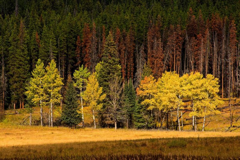 Larch Trees Banff NP.jpg