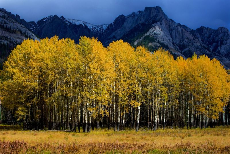 Larch Trees in Meadow Banff NP.jpg