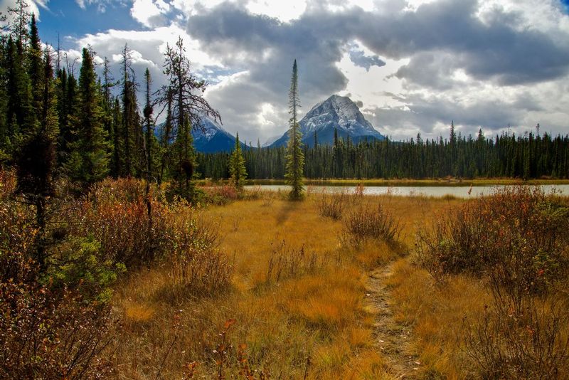 Meadow Along the Bow River.jpg