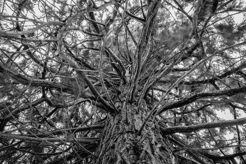 Pine Tree Blair Castle.jpg