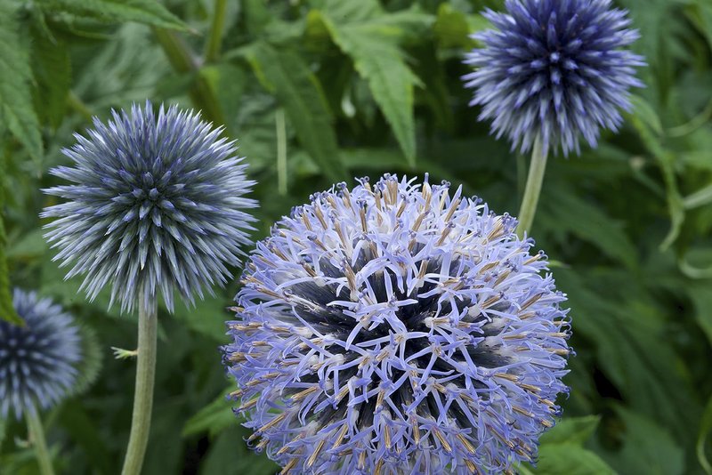 Round Flowers.jpg