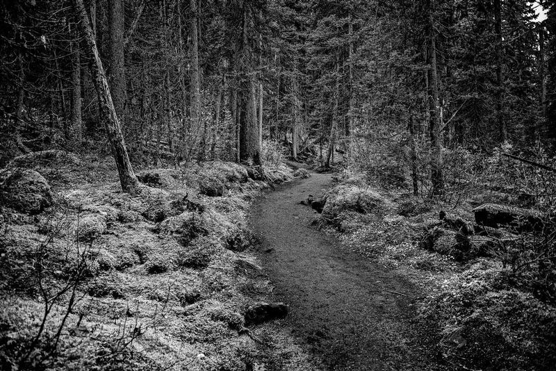 Trail to Overlook Lake Louise.jpg