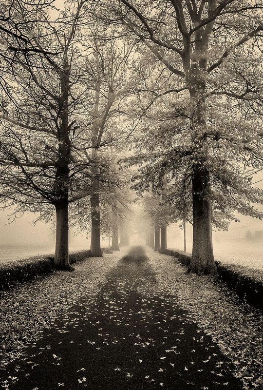 Tree Line Drive.jpg