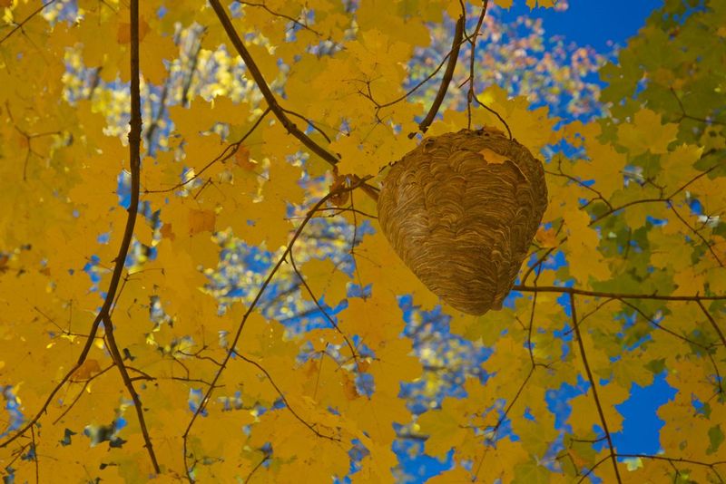 Wasp Nest.jpg