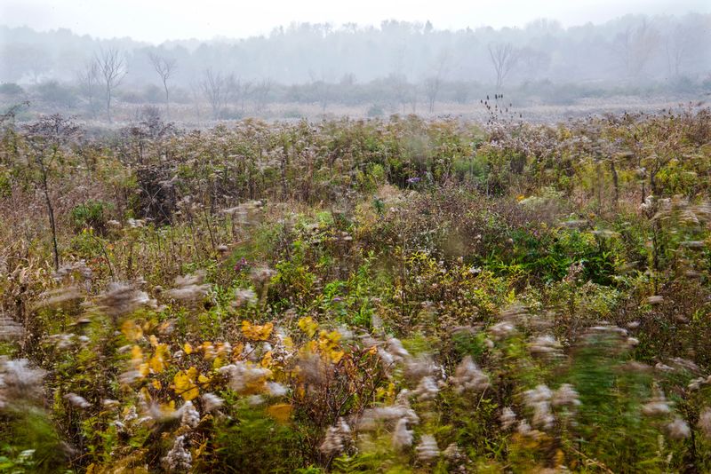 Windy Meadow.jpg