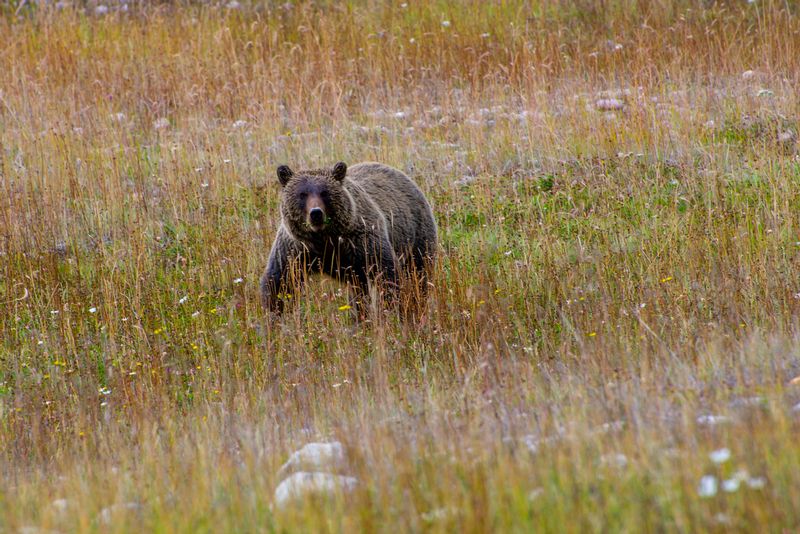 Young Grizzly in Meadow.jpg
