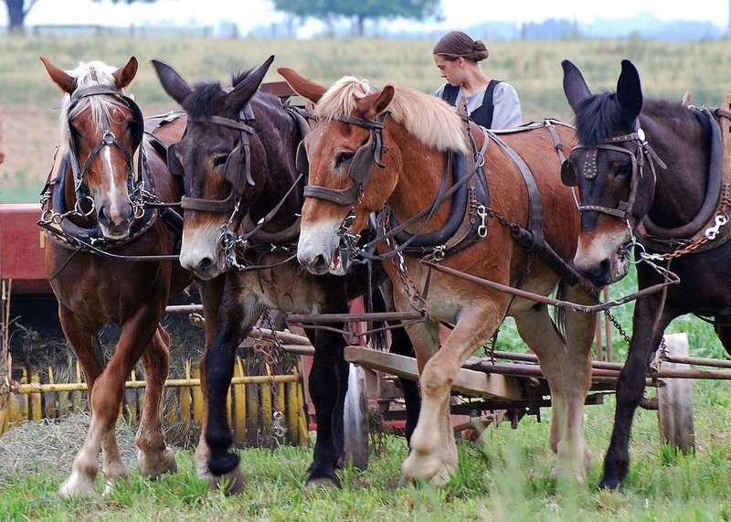 Amish-1.jpg