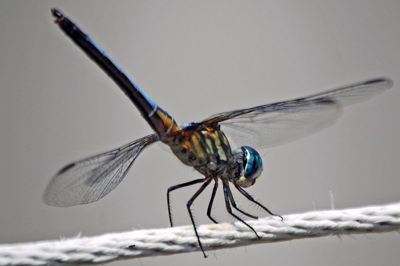 Dragon Fly 2__ 8-11-13.jpg